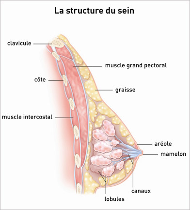 Structure du sein